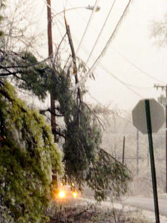 Ice Storm - Fallen tree limb