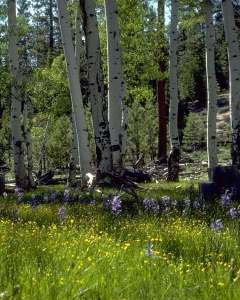 Spring Trees