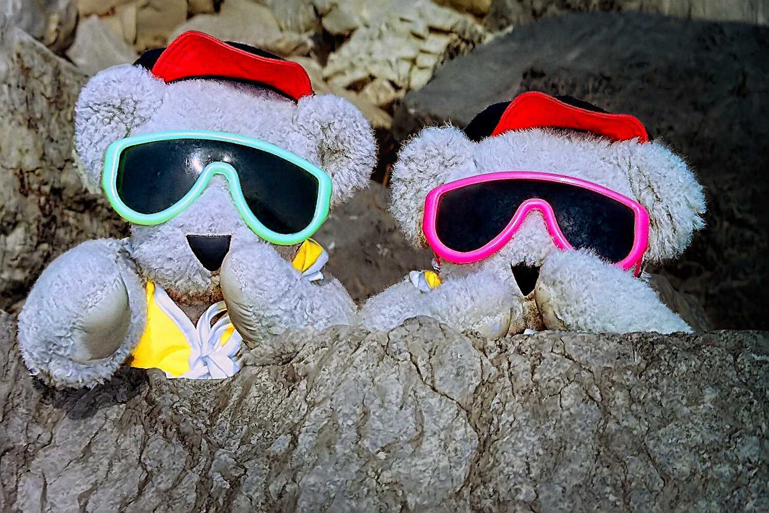 Baywatch Bears