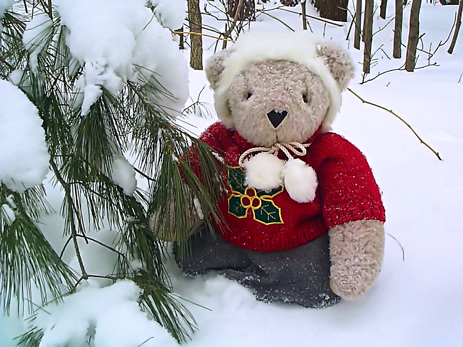 Tilly-Bear in the snow