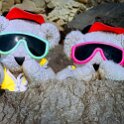 Baywatch Bears